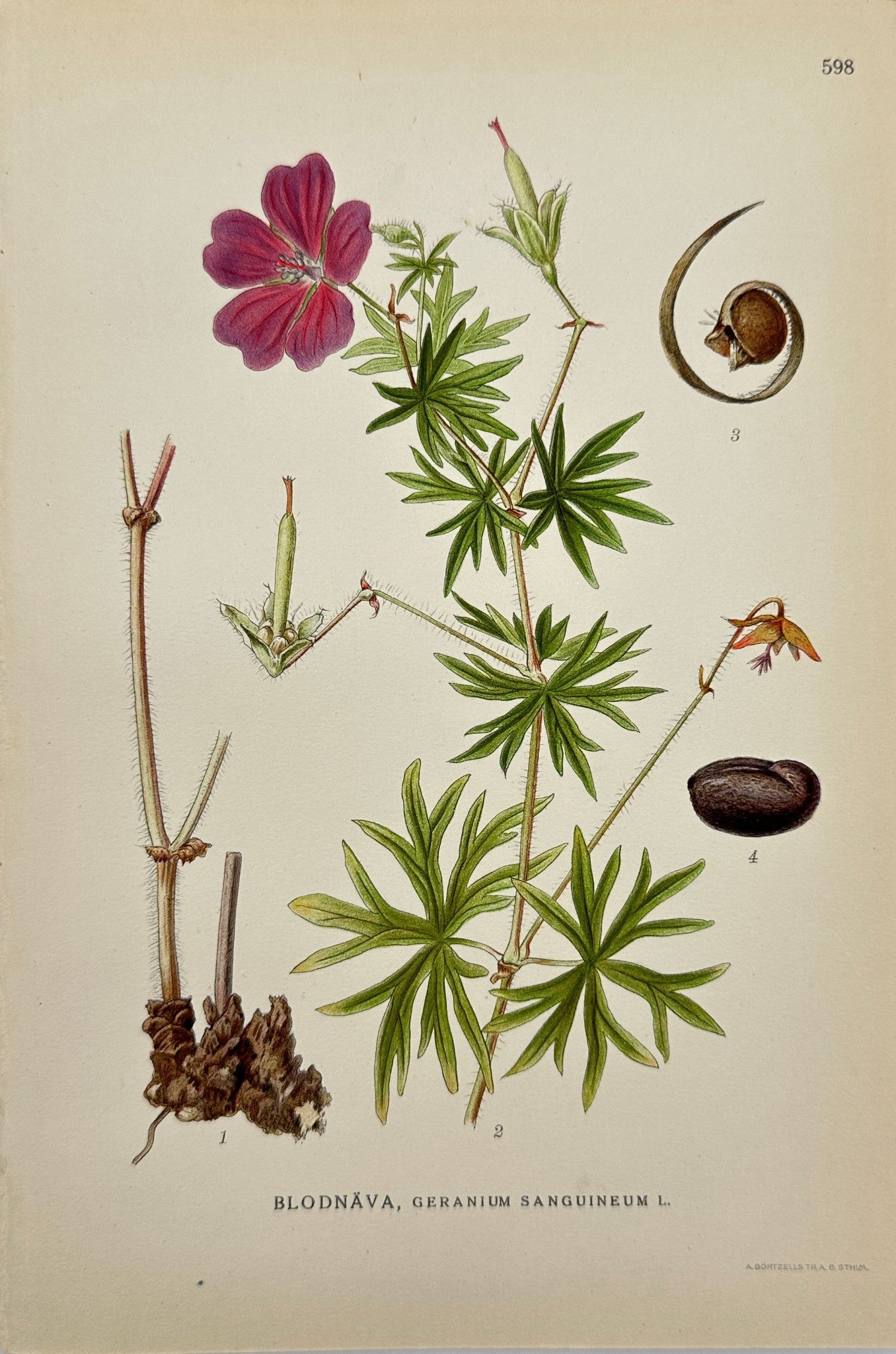 Antique Print - Carl Lindman - Geranium Sanguineum - Bloody Cranesbill - F4