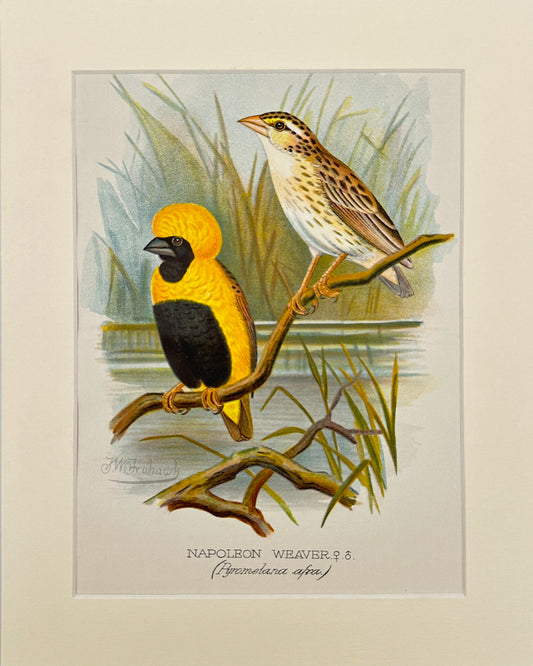 Antique Bird Print - Butler - Napoleon Weaver - Pyromelana Afra - London - F2