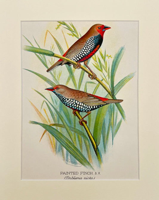 Antique Bird Print - Butler - Painted Finch - Emblema Nicta - London - F2