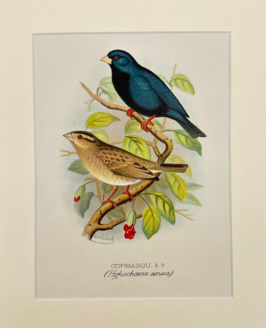 Antique Bird Print - Buffon - Combasou - Hypochera Aenea - London - F2