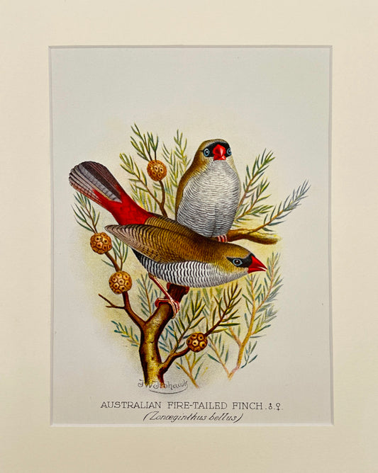 Antique Bird Print - Australian Fire-tailed Finch - Lonchura Bellus - F2