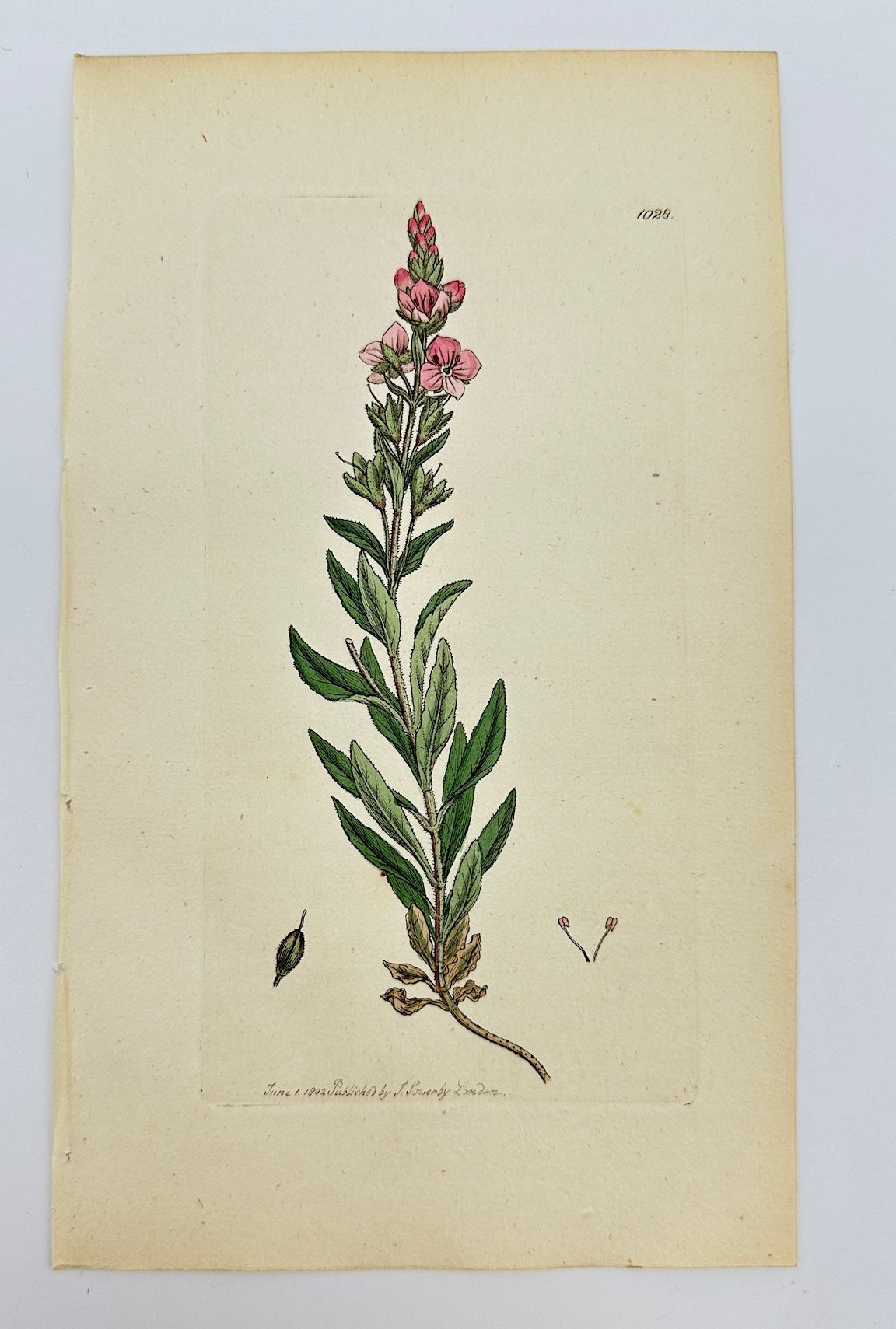 Antique Print - Veronica Fruticulofa - Flesh-coloured Shrubby Speedwell - F1