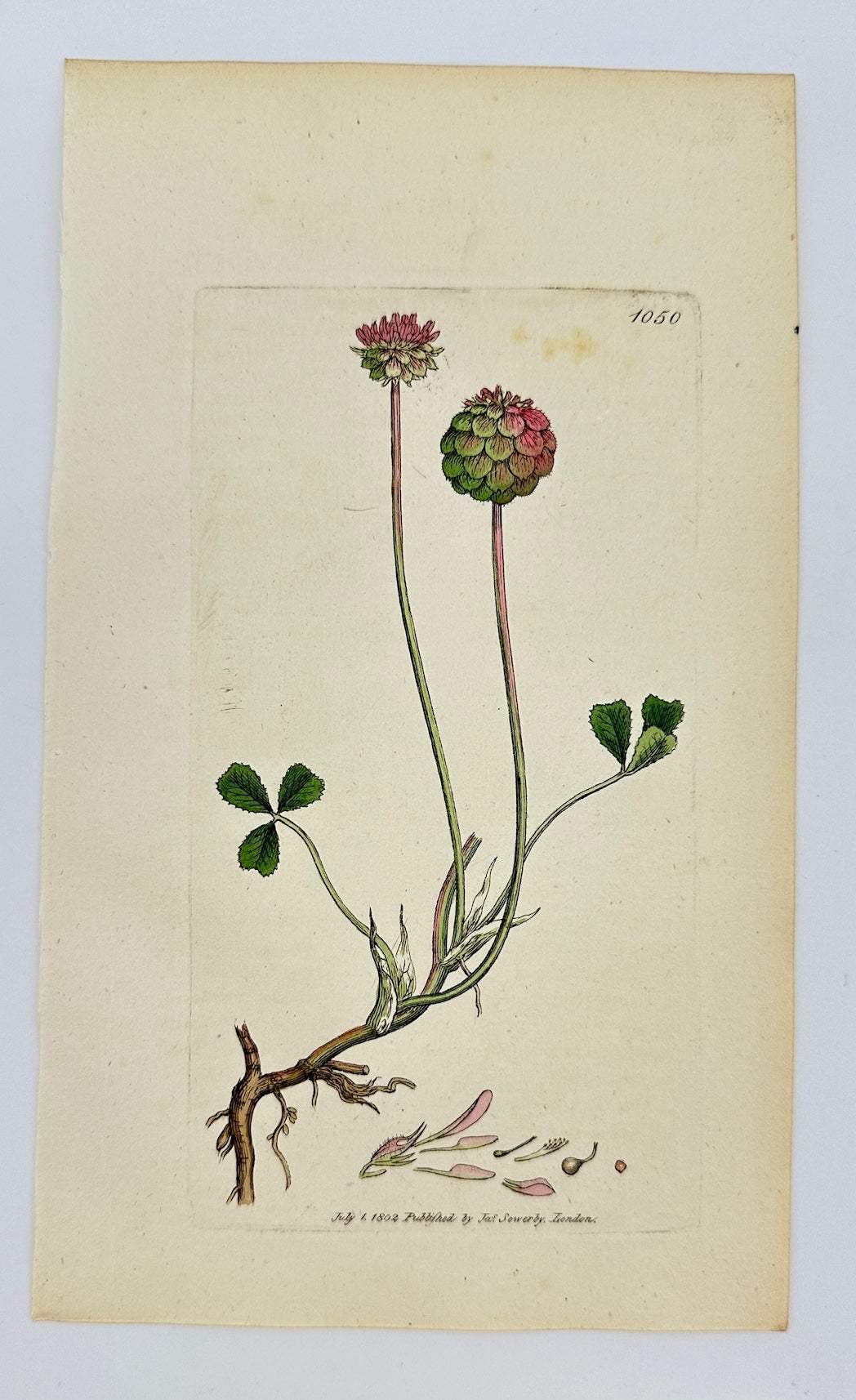 Antique Print - Sowerby - Trifolium Fragiferum - Strawberry-headed Trefoil - F1