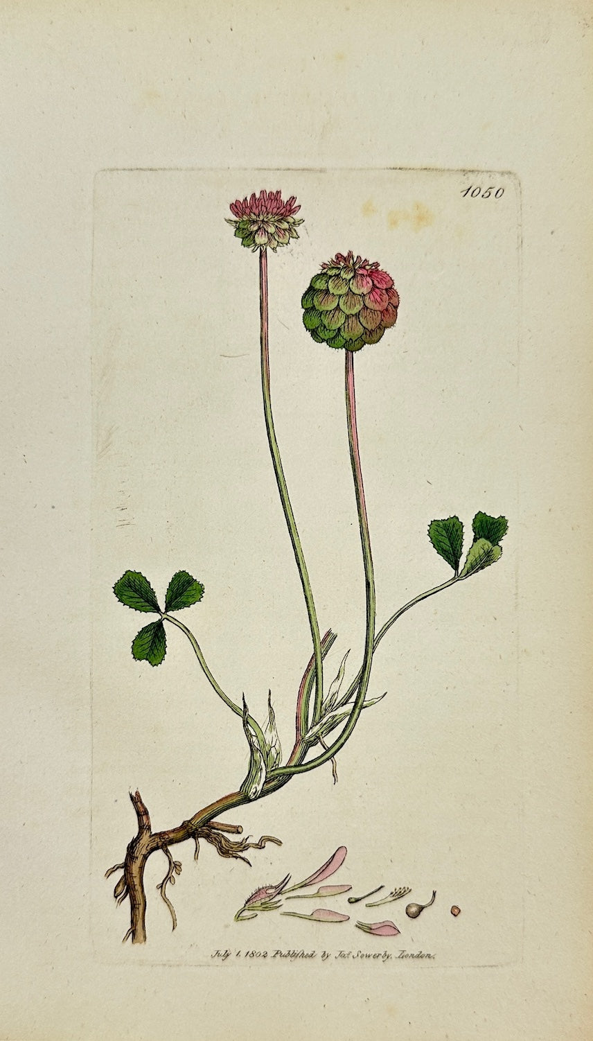 Antique Print - Sowerby - Trifolium Fragiferum - Strawberry-headed Trefoil - F1