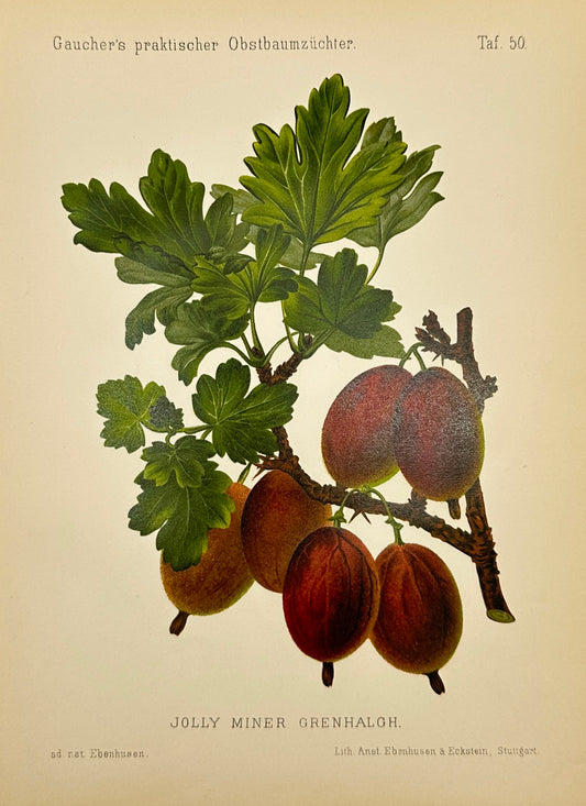 Antique Fruit Print - Georg Keller - Gooseberry - Jolly Miner Grenhalgh - F1