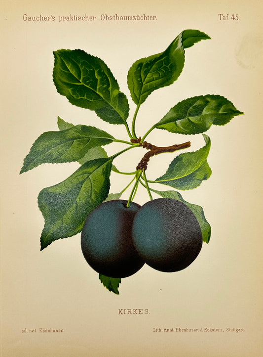 Antique Fruit Print - Johann Georg Keller - Plum - Kirkes - F1