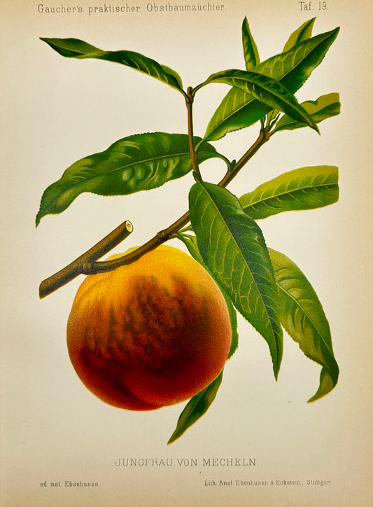 Antique Fruit Print - Johann Georg Keller - Peach - Jungfrau von Mecheln - F1