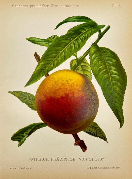 Antique Fruit Print - Johann Georg Keller - Peach - Pfirsich Prächtige Von - F1