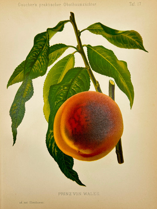 Antique Fruit Print - Johann Georg Keller - Peach - Prinz von Wales - F1