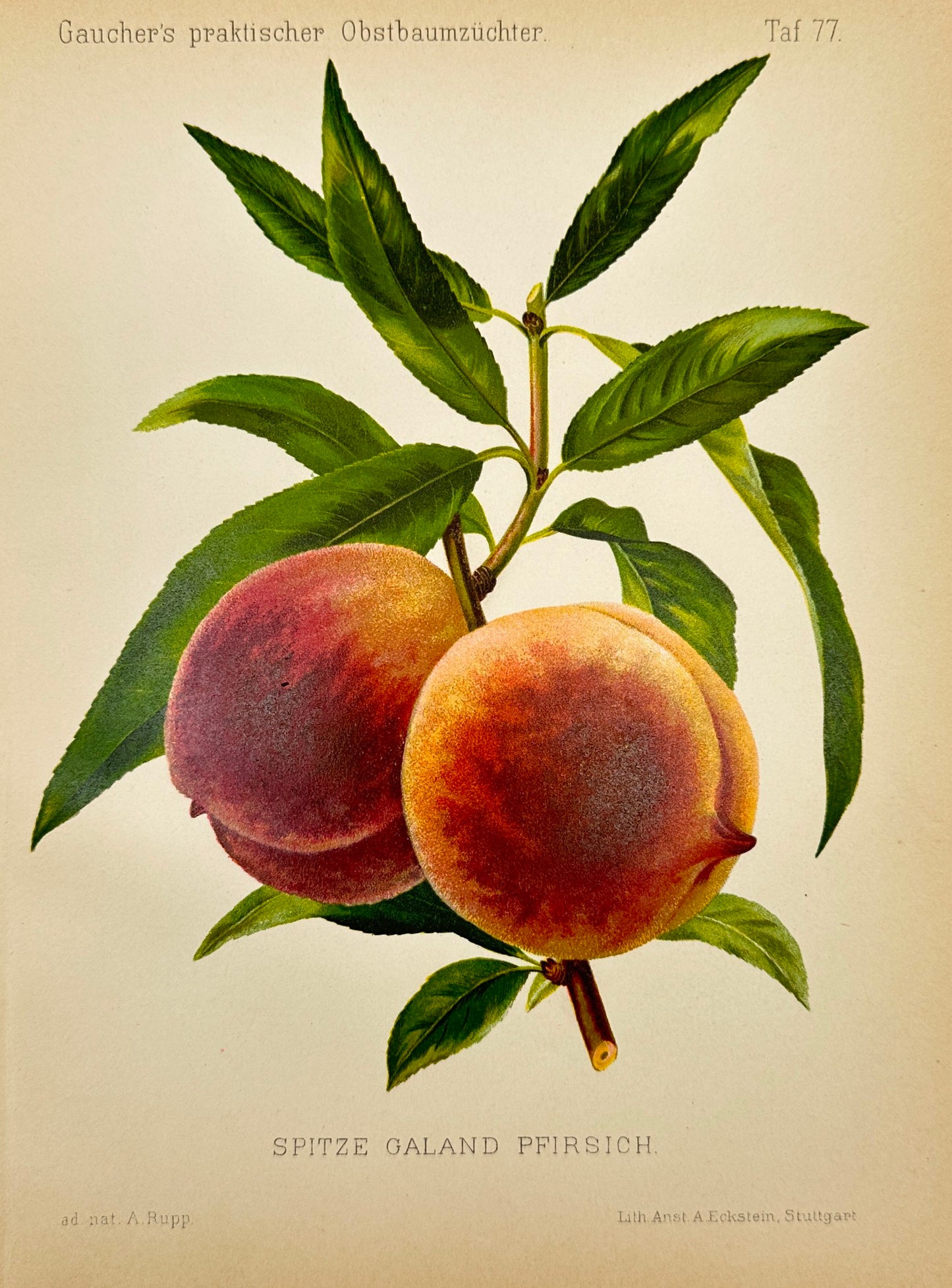 Antique Fruit Print - Johann Georg Keller - Peach - Spitze Galand Pfirsich - F1