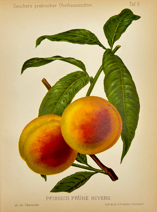 Antique Fruit Print - Johann Georg Keller - Peach - Pfirsich Frühe Rivers - F1