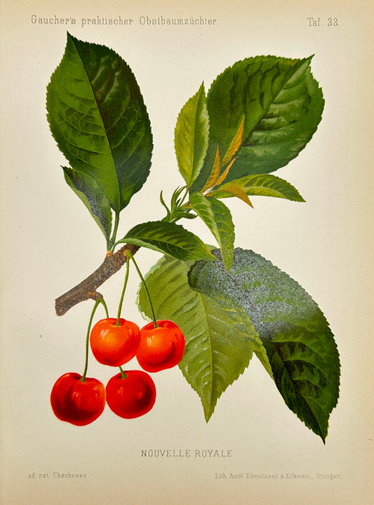 Antique Fruit Print - Johann Georg Keller - Cherry - Nouvelle Royale - F1