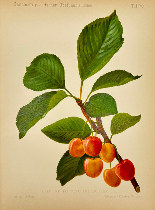 Antique Fruit Print - Georg Keller - Cherry - Esperen's Knorpelkirsche - F1