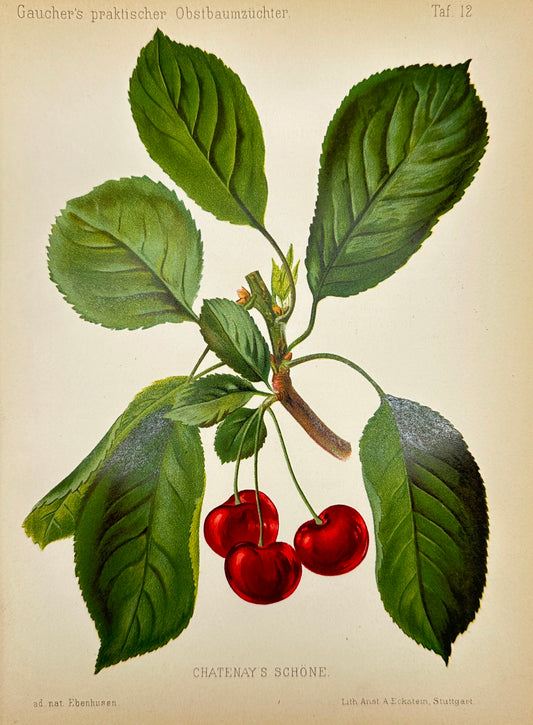 Antique Fruit Print - Georg Keller - Cherry - Chatenay's Schone - F1