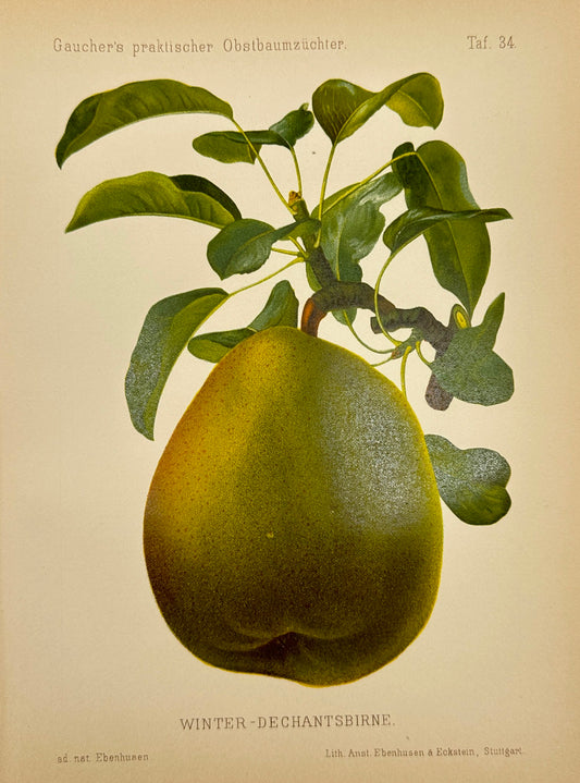 Antique Fruit Print - Johann Georg Keller - Pear - Winter-Dechantsbirne - F1