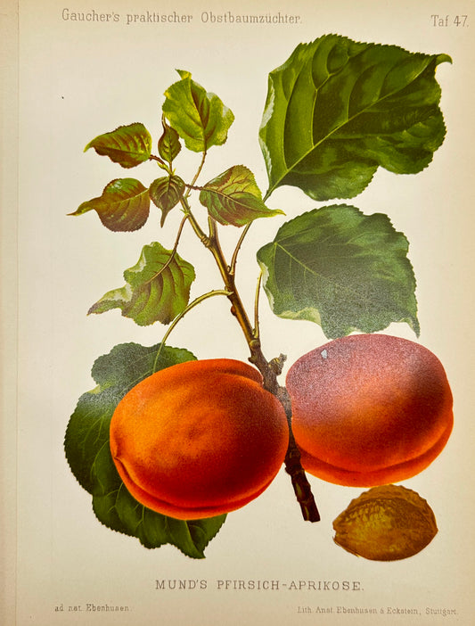 Antique Fruit Print - Georg Keller - Apricot - Mund's Pfirsich-Aprikose - F1