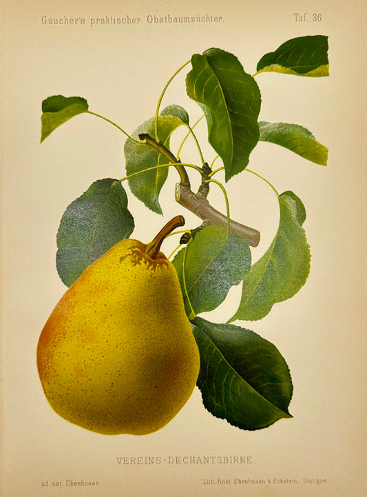 Antique Fruit Print - Georg Keller - Pear - Vereins-Dechantsbirne - F1