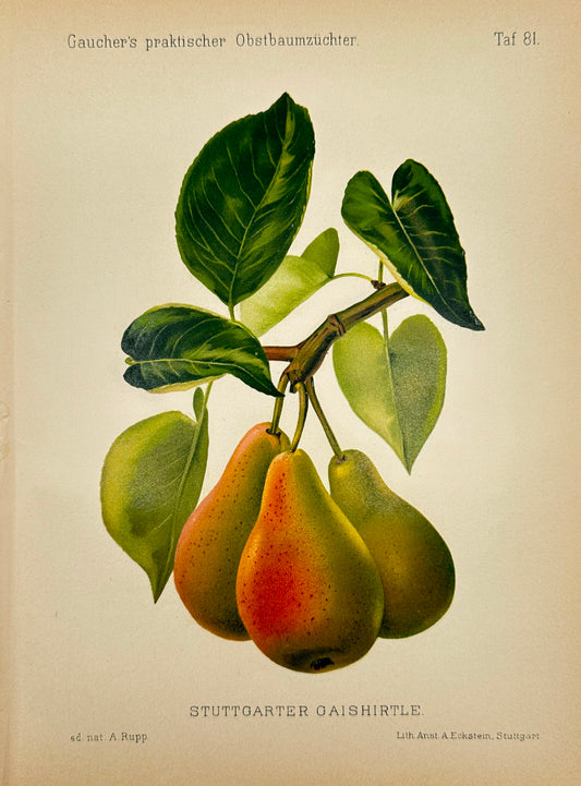 Antique Fruit Print - Johann Georg Keller - Pear - Stuttgarter Gaishirtle - F1