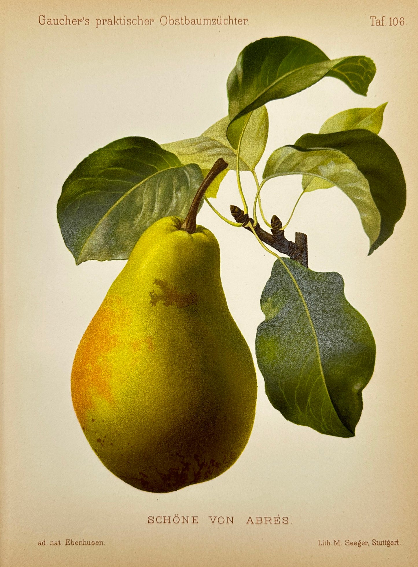 Antique Fruit Print - Johann Georg Keller - Pear - Schöne von Abrés - F1