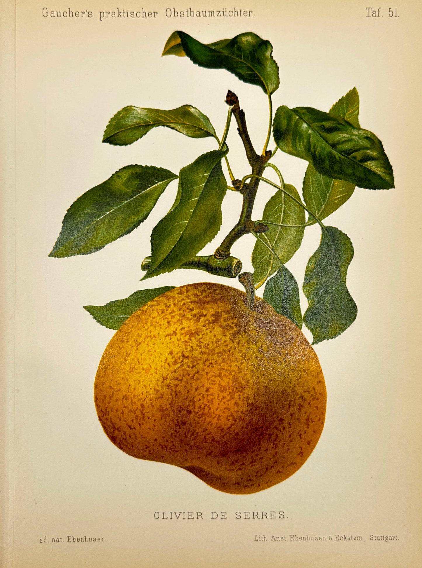 Antique Fruit Print - Johann Georg Keller - Pear - Olivier de Serres - F1