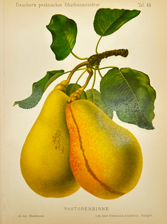 Antique Fruit Print - Johann Georg Keller - Pear - Pastorenbirne - F1