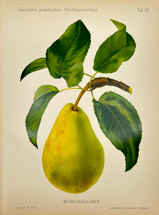 Antique Fruit Print - Johann Georg Keller - Pear - Monchallard - F1