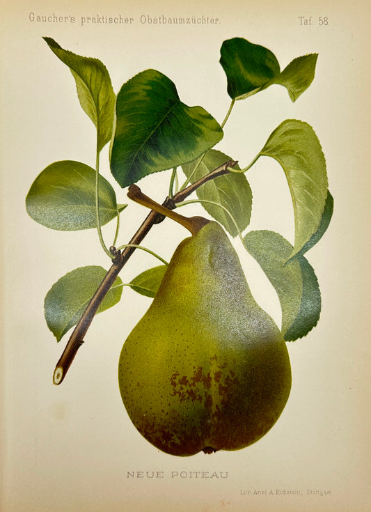 Antique Fruit Print - Johann Georg Keller - Pear - Neue Poiteau - F1