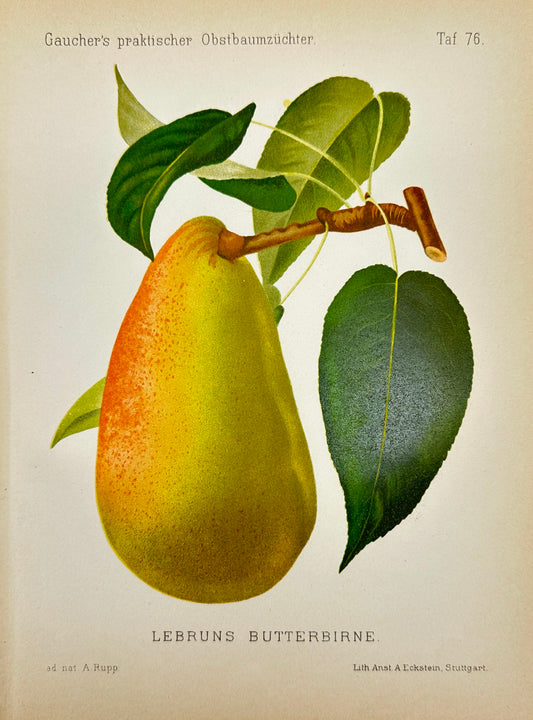 Antique Fruit Print - Johann Georg Keller - Pear - Lebruns Butterbirne - F1