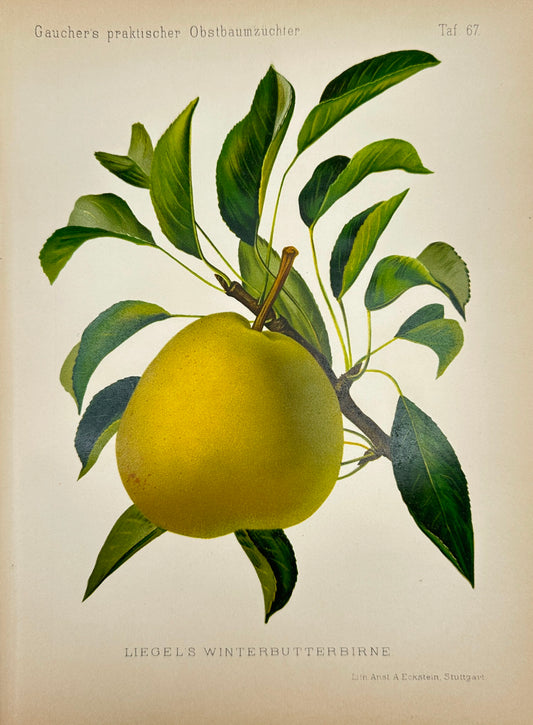 Antique Fruit Print - Georg Keller - Pear - Liegers Winterbutterbirne - F1