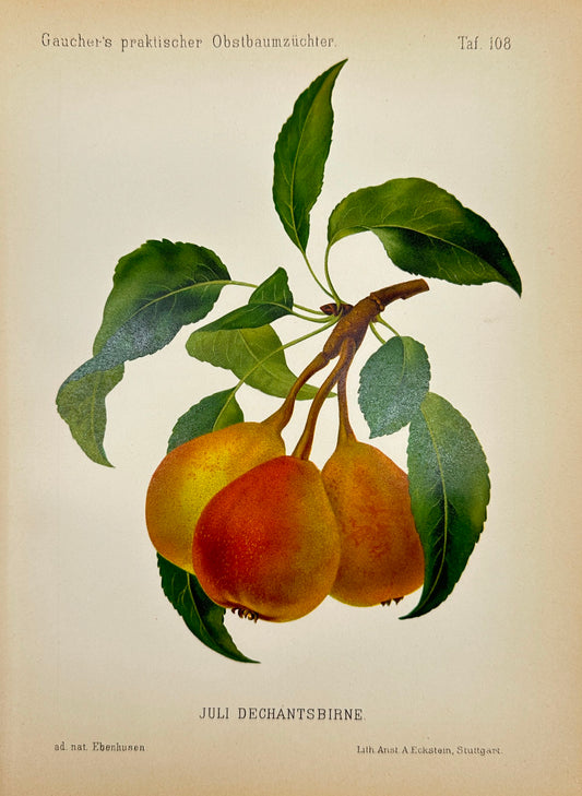 Antique Fruit Print - Georg Keller - Pear - Juli Dechantsbirne - F1