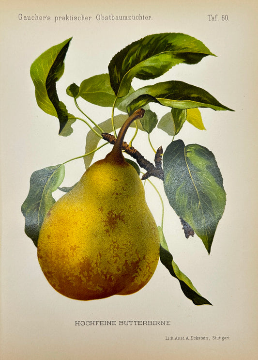 Antique Fruit Print - Georg Keller - Pear - Hochfeine Butterbirne - F1