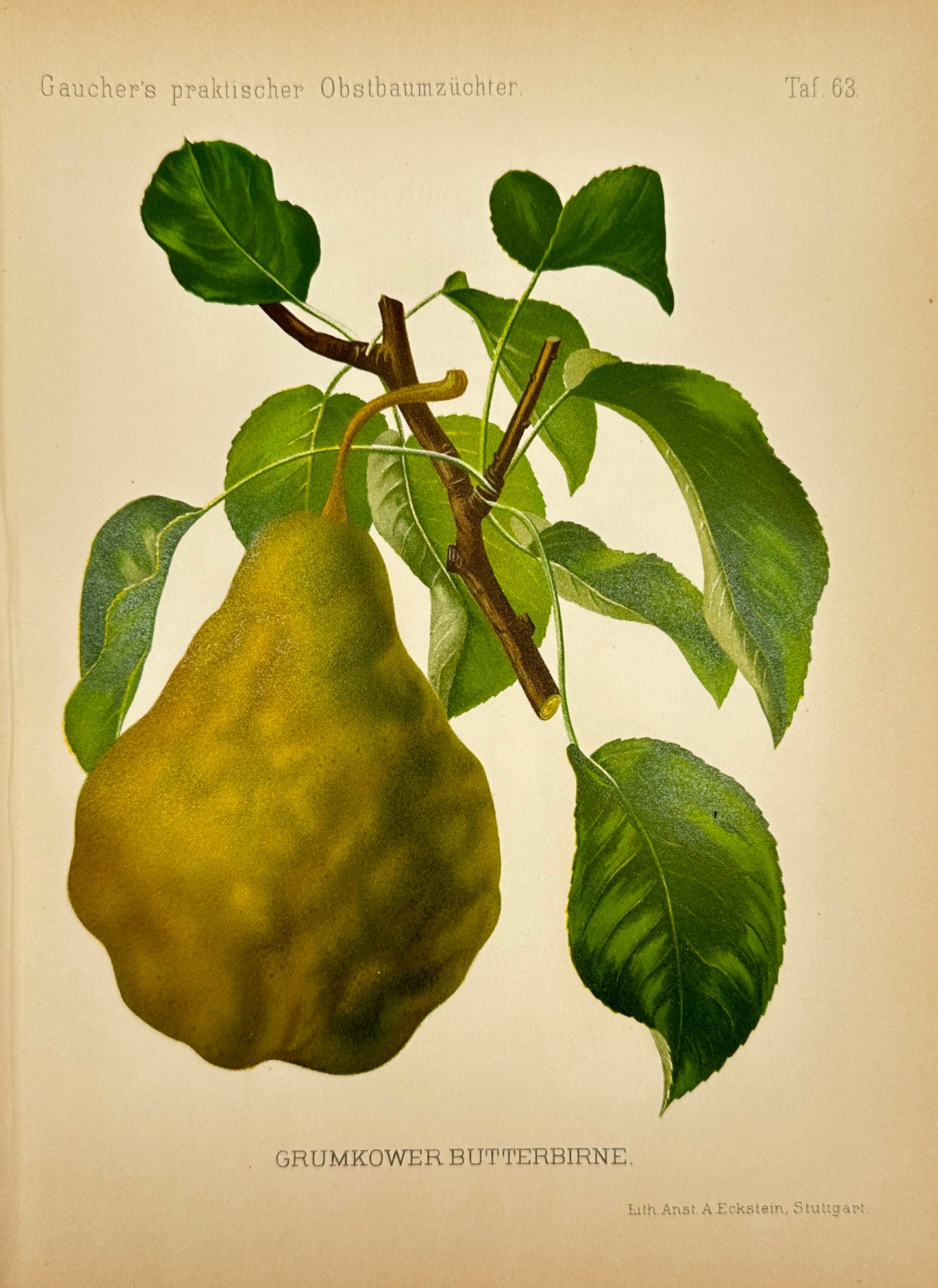 Antique Fruit Print - Johann Georg Keller - Pear - Grumkower Butterbirne - F1