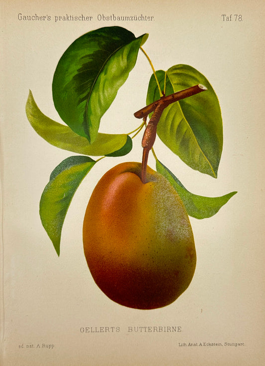 Antique Fruit Print - Johann Georg Keller - Pear - Gellerts Butterbirne - F1