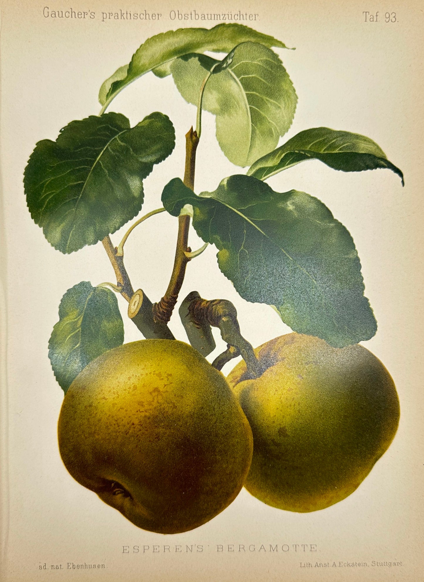 Antique Fruit Print - Johann Georg Keller - Pear - Esperens Bergamotte - F1