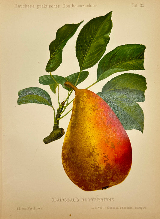 Antique Fruit Print - Johann Georg Keller - Pear - Clairgeau's Butterbirne - F1