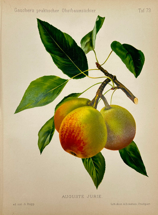 Antique Fruit Print - Johann Georg Keller - Pear - Auguste Jurie - F1