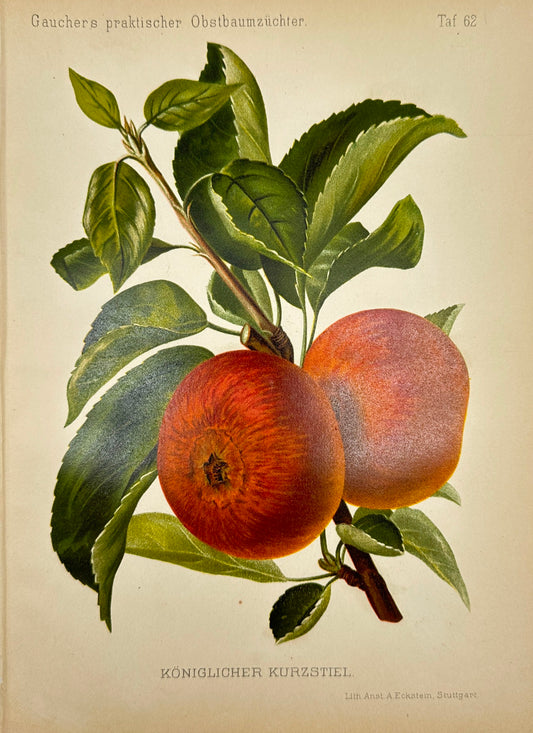 Antique Fruit Print - Johann Georg Keller - Apple - Königlicher Kurzstiel - F1