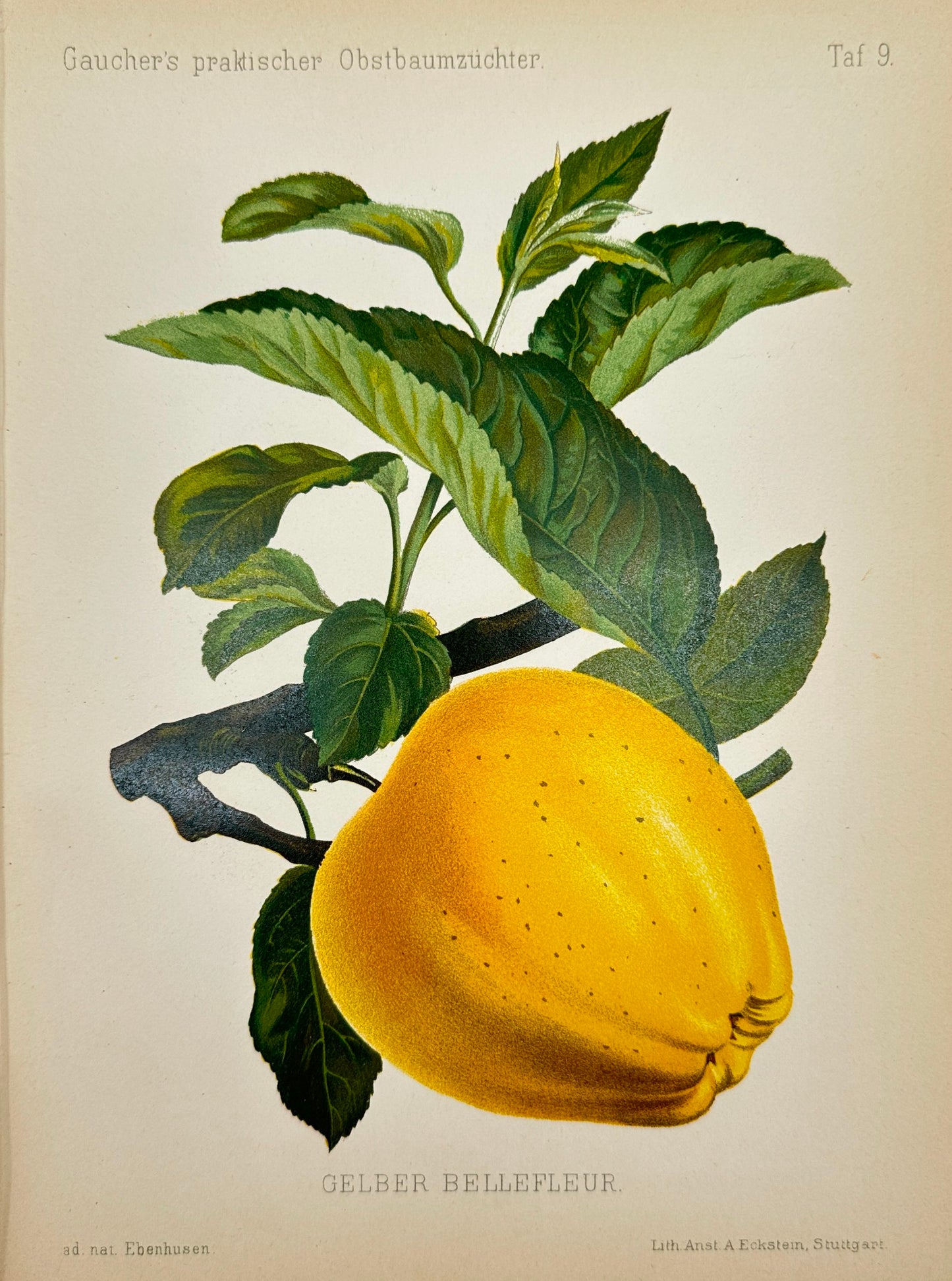 Antique Fruit Print - Johann Georg Keller - Apple - Gelber Bellefleur - F1