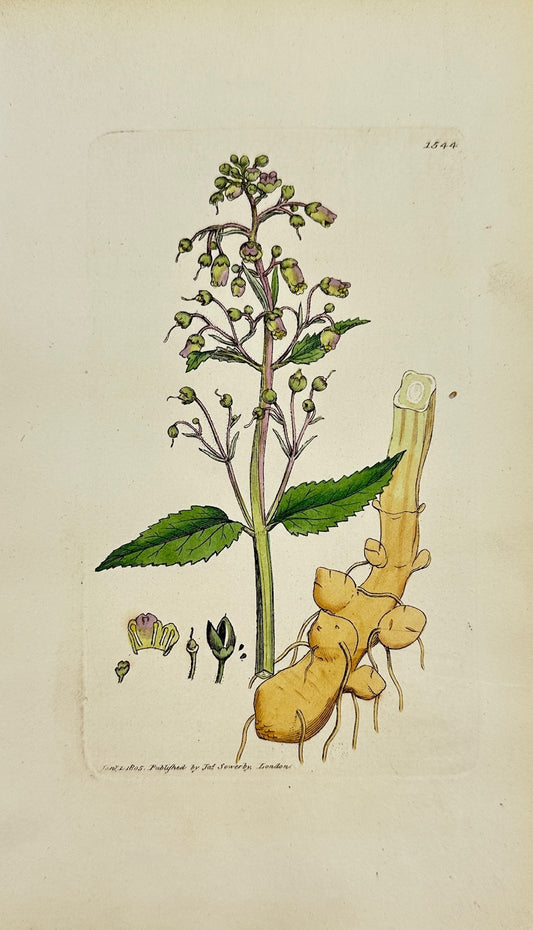 Antique Print - Sowerby - Scrophularia Nodosa - Knotty-rooted Figwort - F1