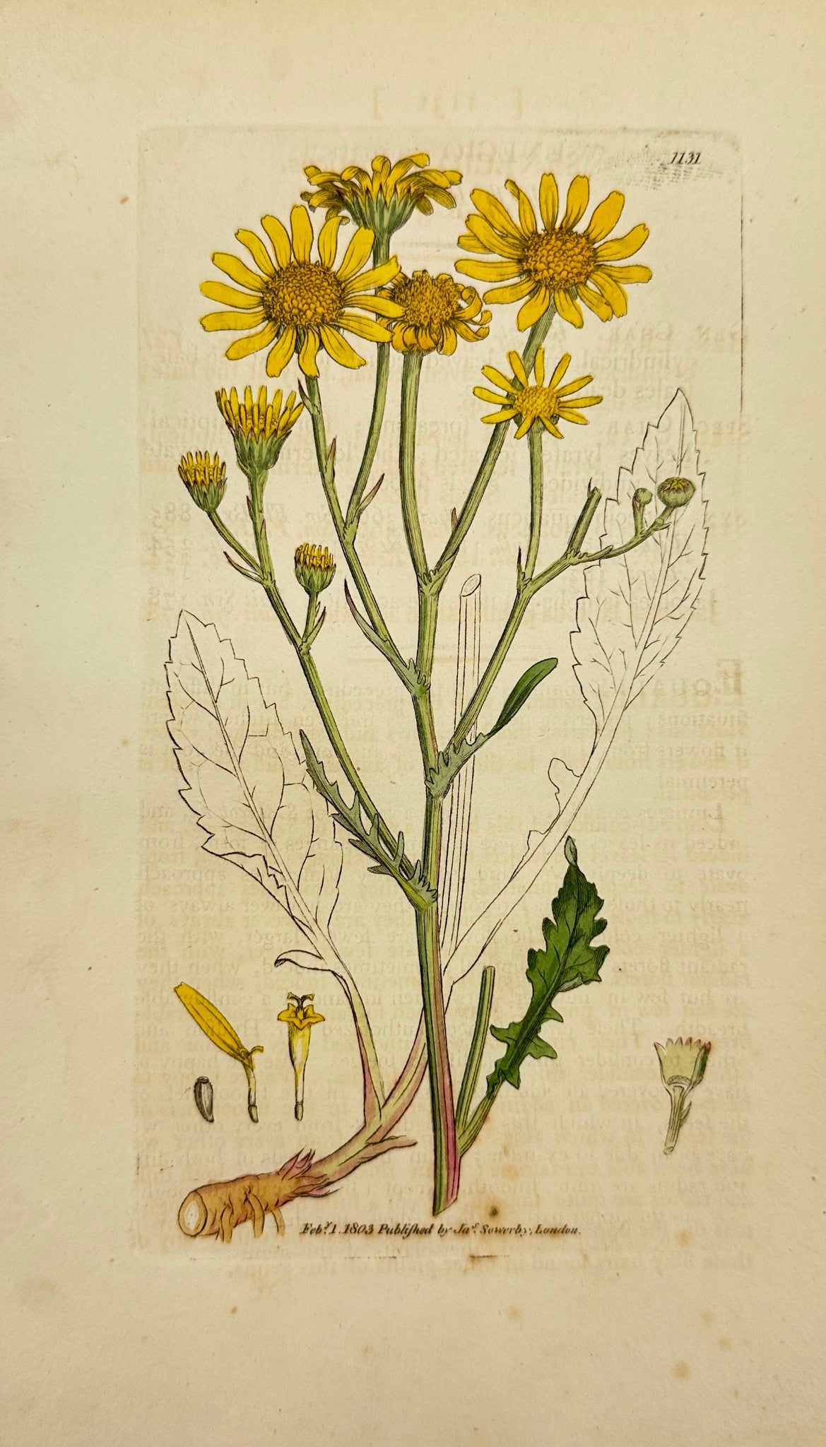 Antique Print - James Sowerby - Senecio Aquaticus - Marsh Ragwort - F1