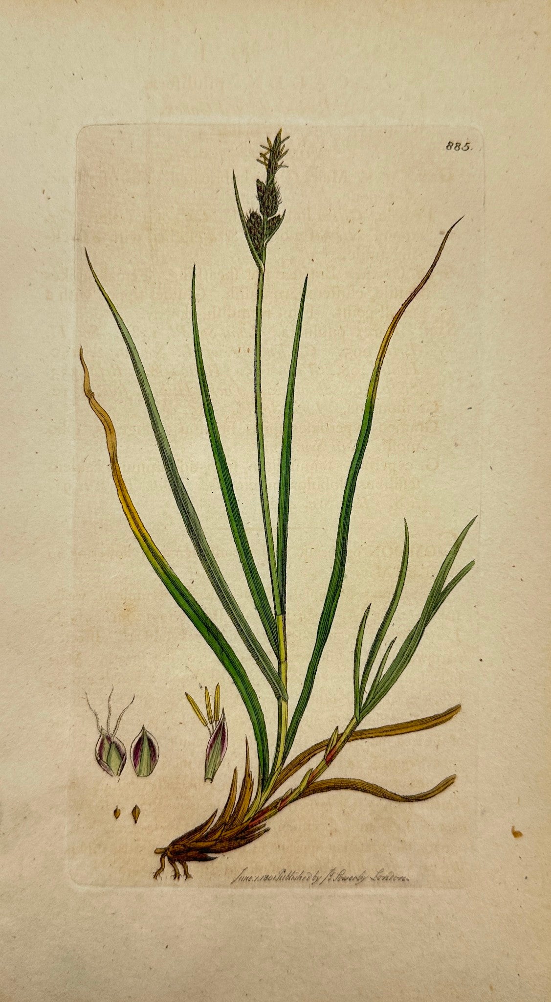 Antique Botanical Print - James Sowerby - Carex Pilulifera - Pill Sedge - F1