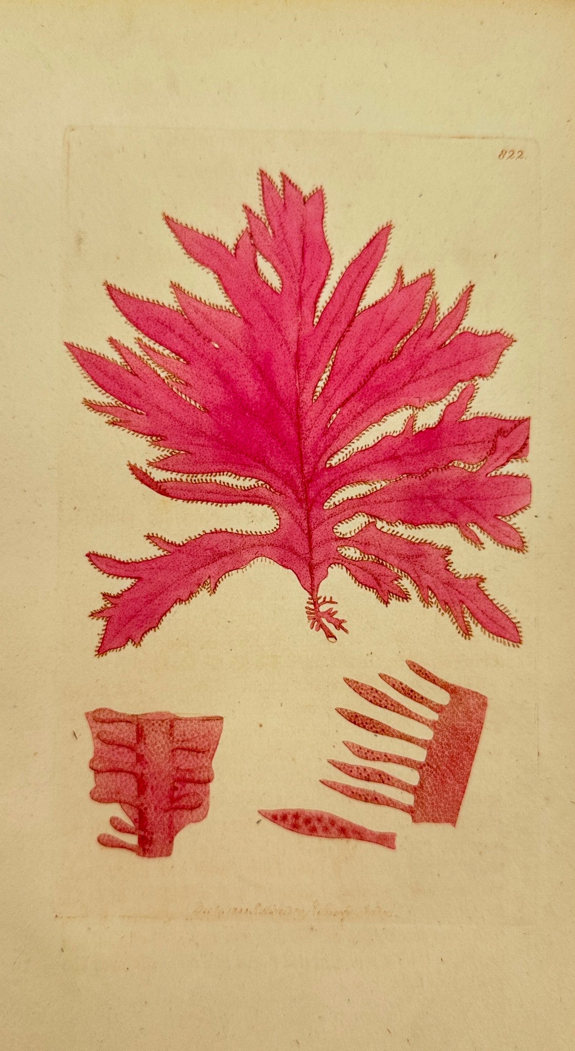 Antique Print - James Sowerby - Fucus Vesiculosus - Red Oak-leaved Fucus - F1