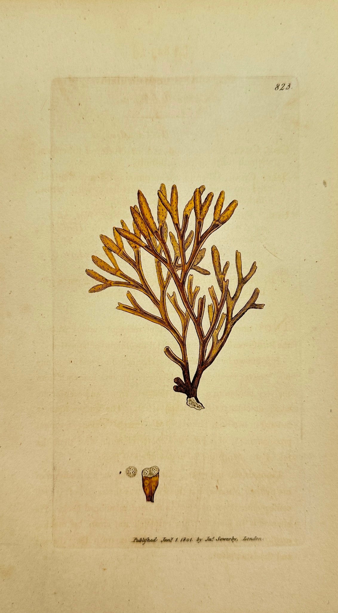 Antique Print - James Sowerby - Fucus Canaliculatus - Channelled Fucus - F1