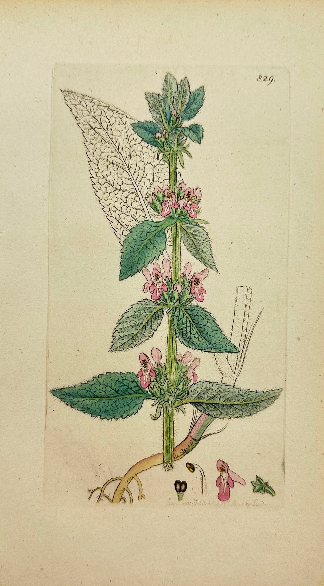 Antique Print - James Sowerby - Stachys Germanica - Downy Woundwort - F1