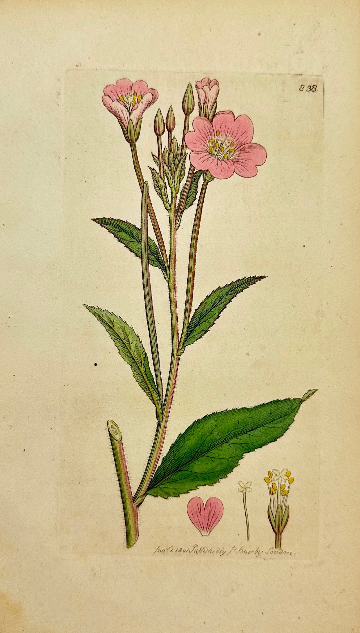 Antique Print - Sowerby - Epilobium Hirsutum - Great hairy Willow-herb - F1