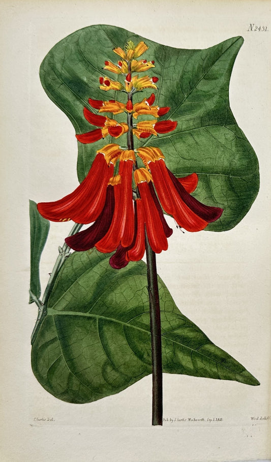 Hand-coloured Engraving - Botanical Print - Erythrina Caffra - John Curtis - E2