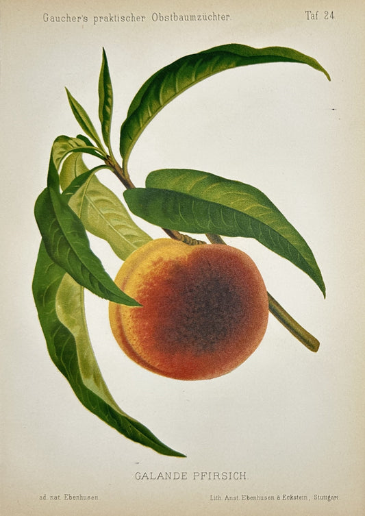 Antique Fruit Lithograph - Peach - "Gauchers Pomologie” - Nicolas Gaucher - E2