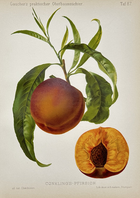 Antique Fruit Lithograph - Peaches - "Gauchers Pomologie” - Nicolas Gaucher - E2