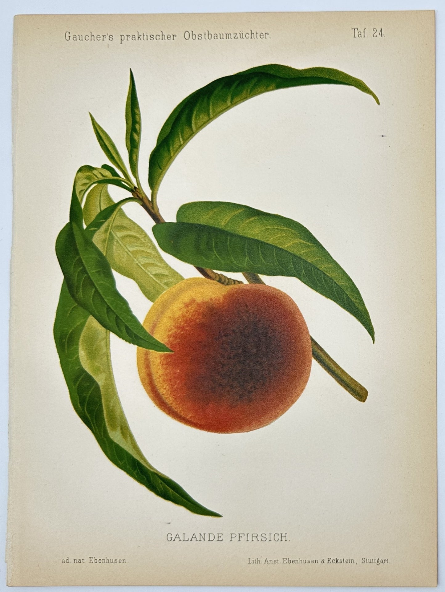 Antique Fruit Lithograph - Peach - "Gauchers Pomologie” - Nicolas Gaucher - E2