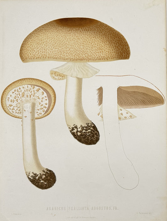 Antique Lithograph - Elias Fries - Amanita Caesarea - Caesar's Mushroom - E2